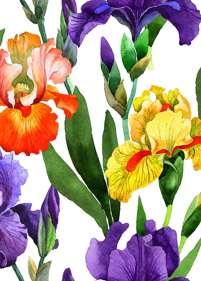 Iris Pattern 07