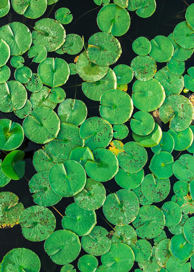 Green foliage