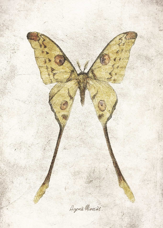 Argema Mimosae