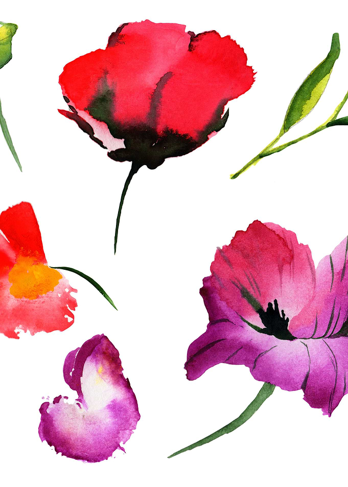 Poppies 04