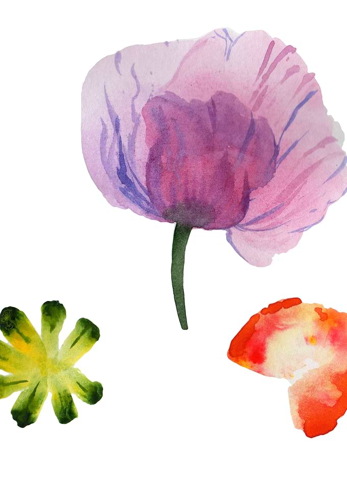 Purple Poppy 03