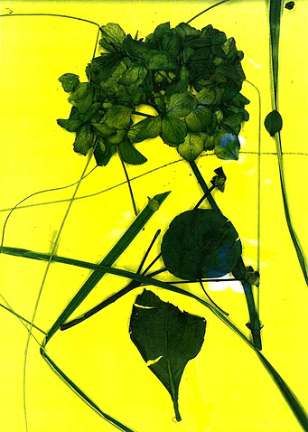 Leaves of nature 01