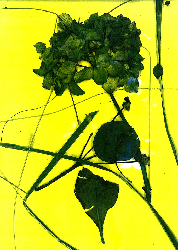 Leaves of nature 01