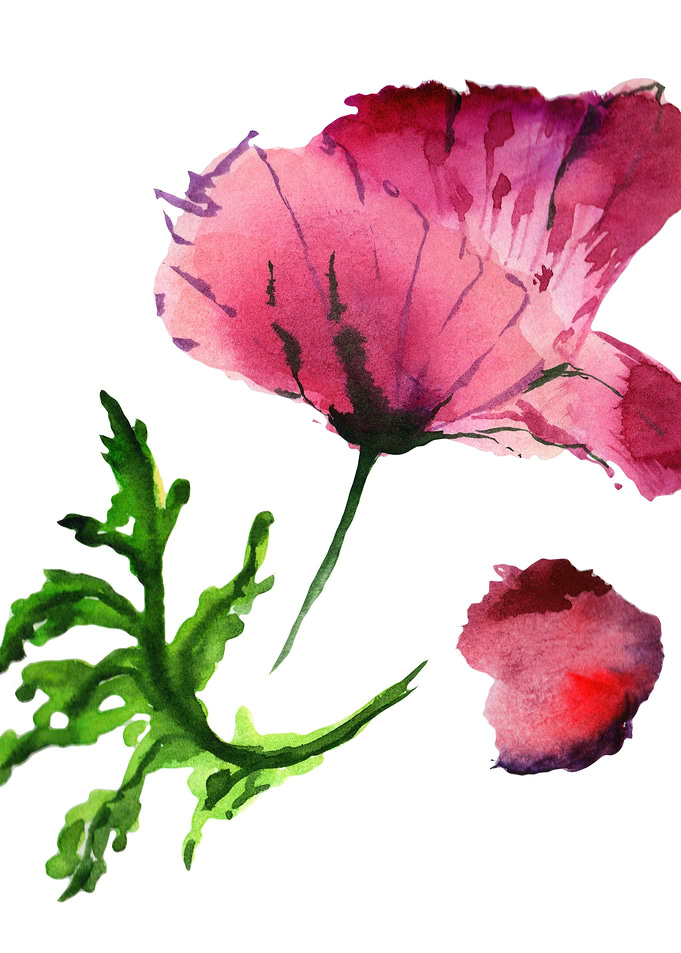 Purple Poppy 01