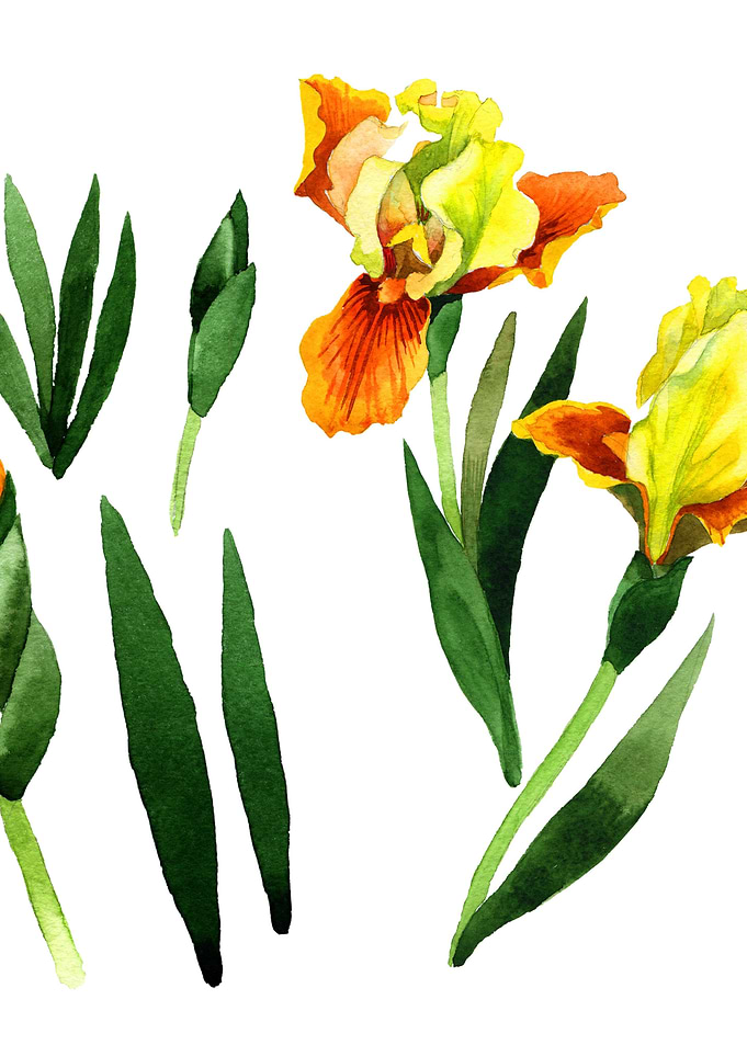 Irises 01
