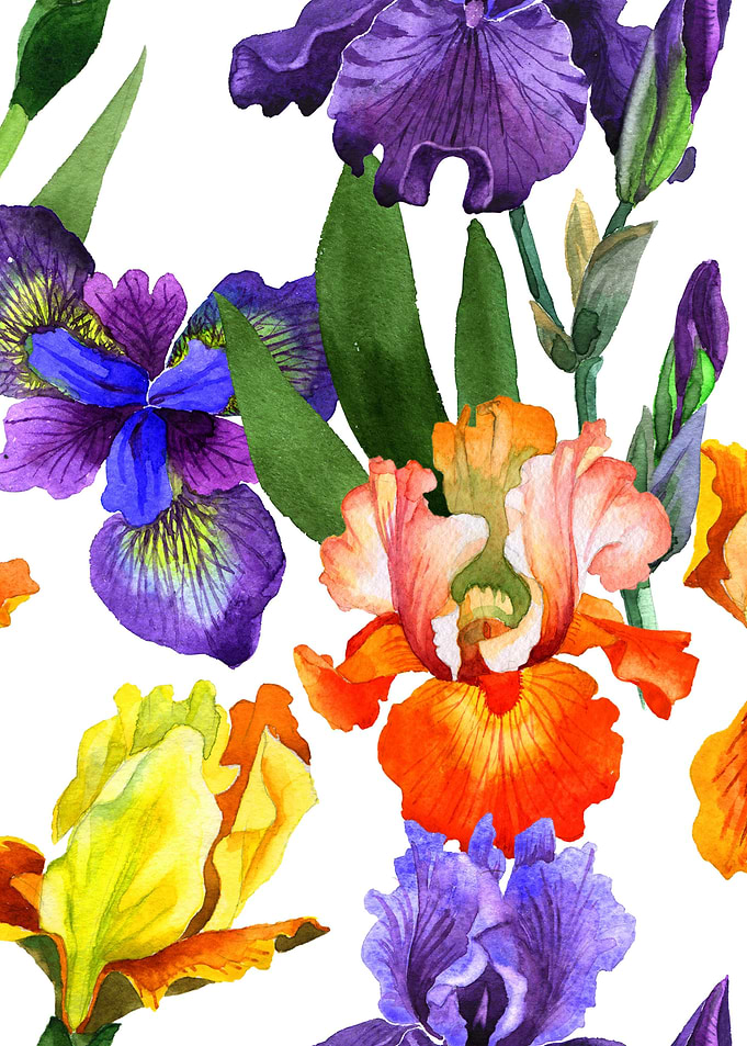 Iris Pattern 03