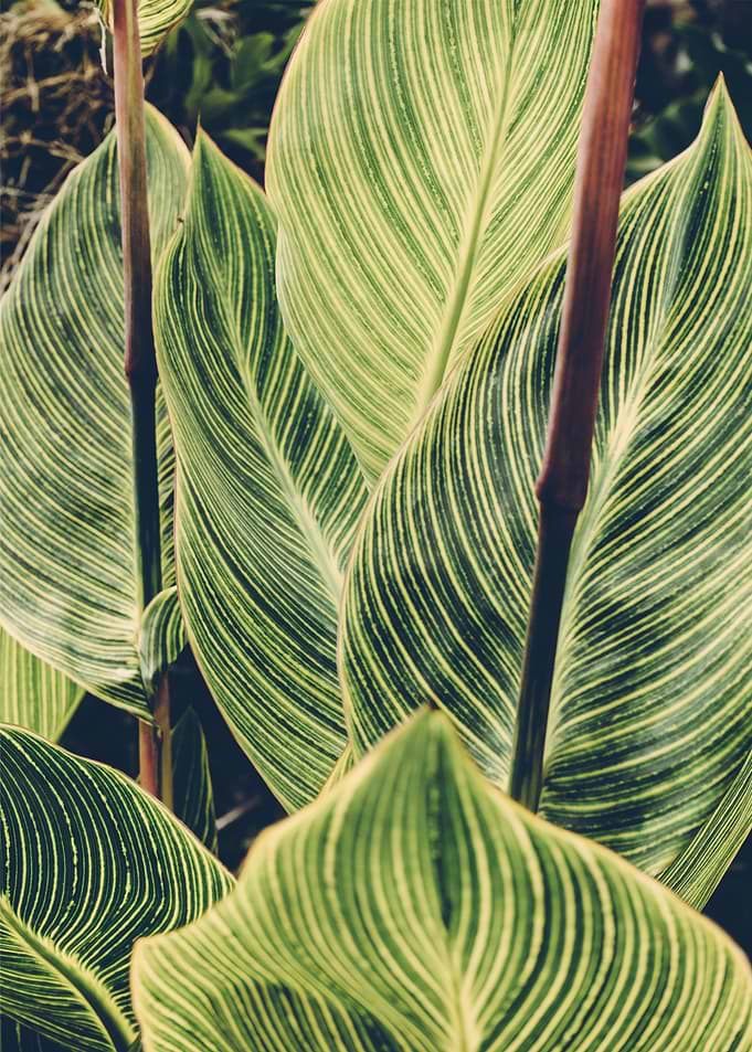 plant green leafed