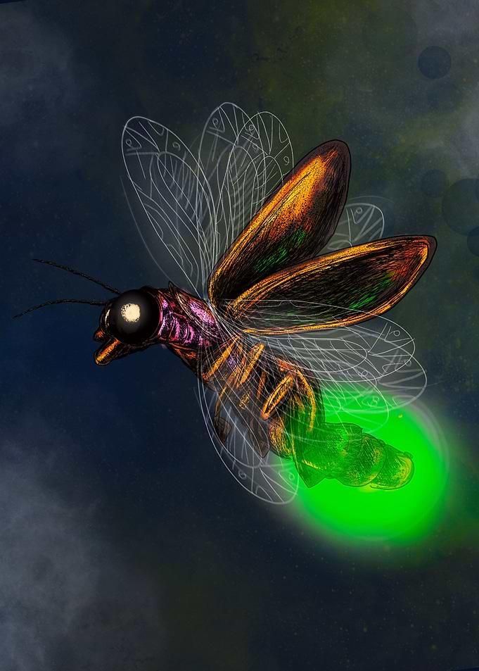 Libelula
