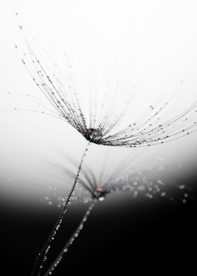 Dandelion