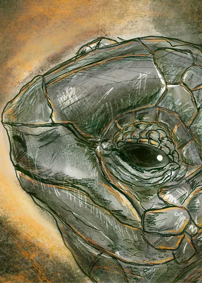 Turtle profile