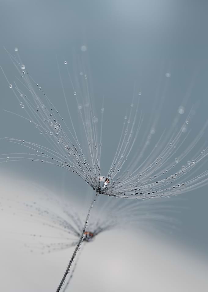 Dandelion