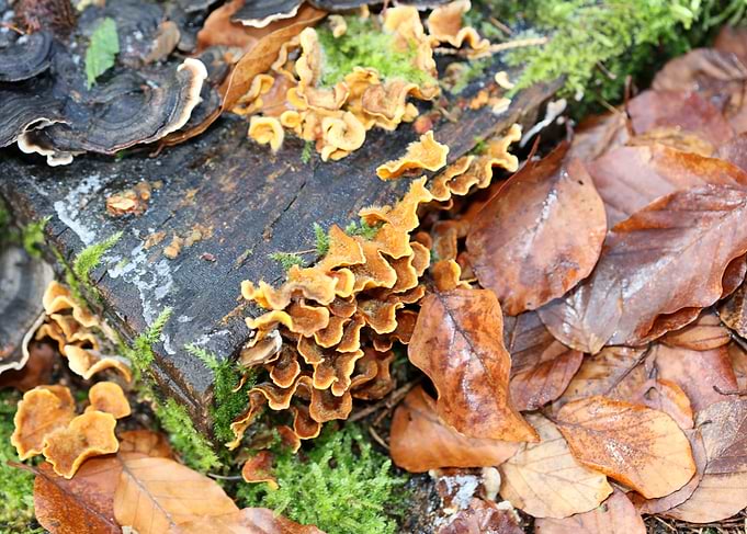 Trippy mushrooms on tree