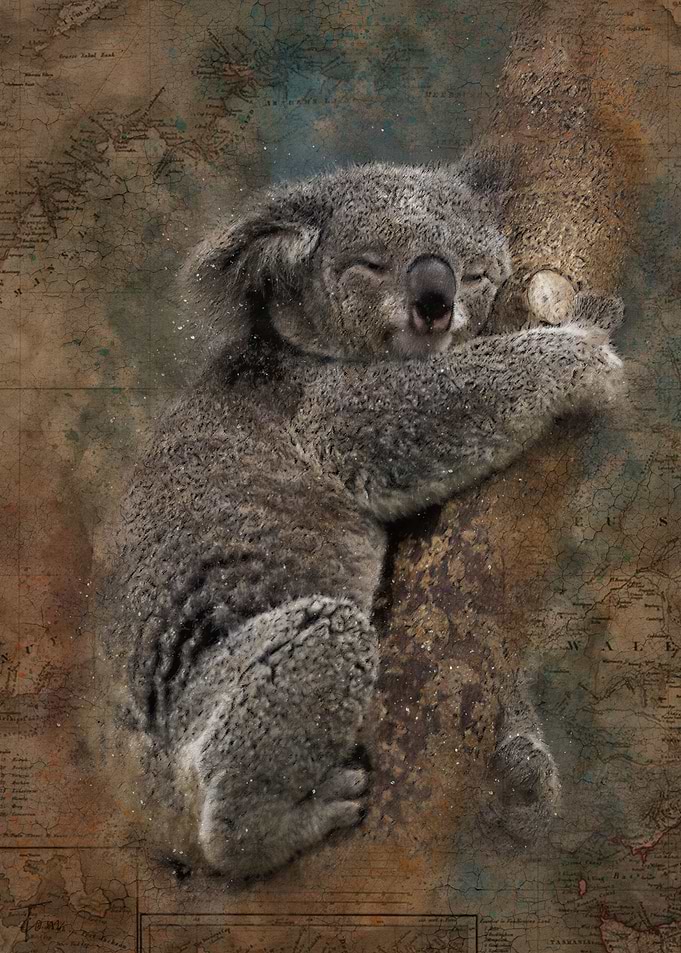 Koala