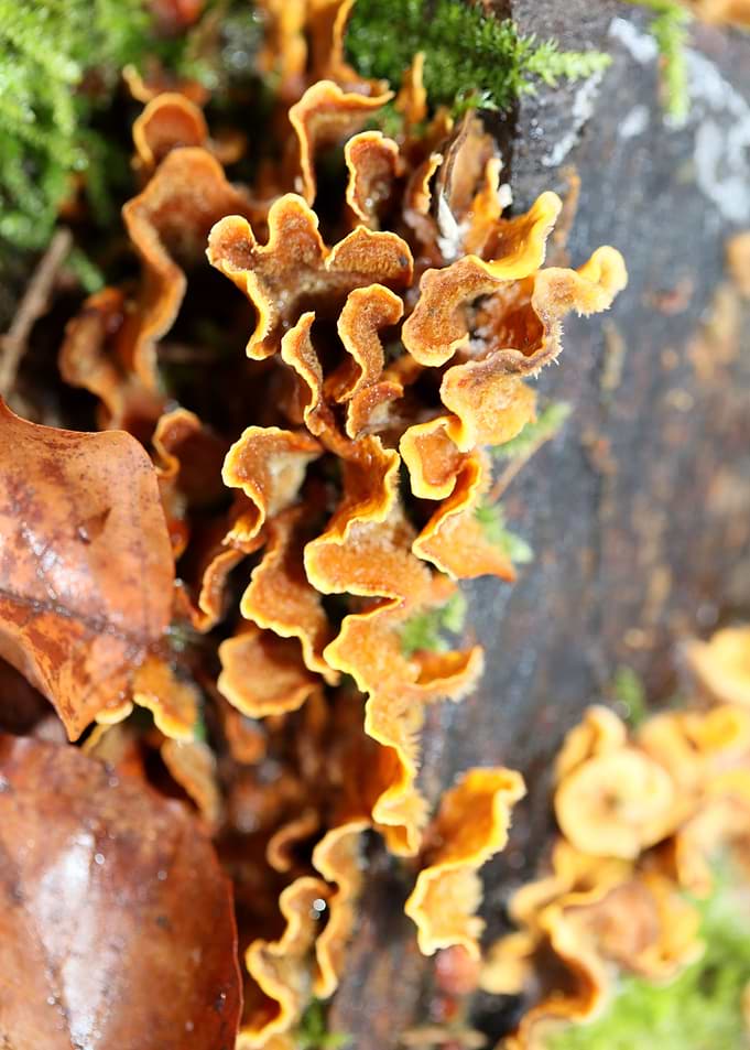 Trippy mushrooms on tree