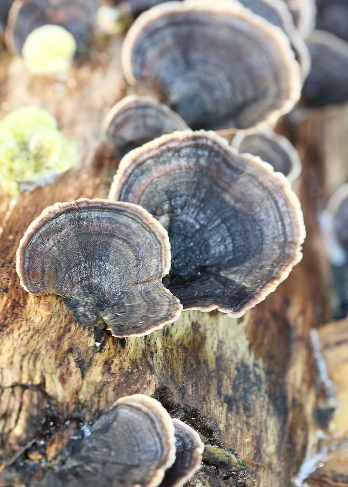 Trippy mushrooms on tree