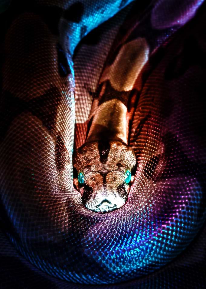 A Patient Hunter