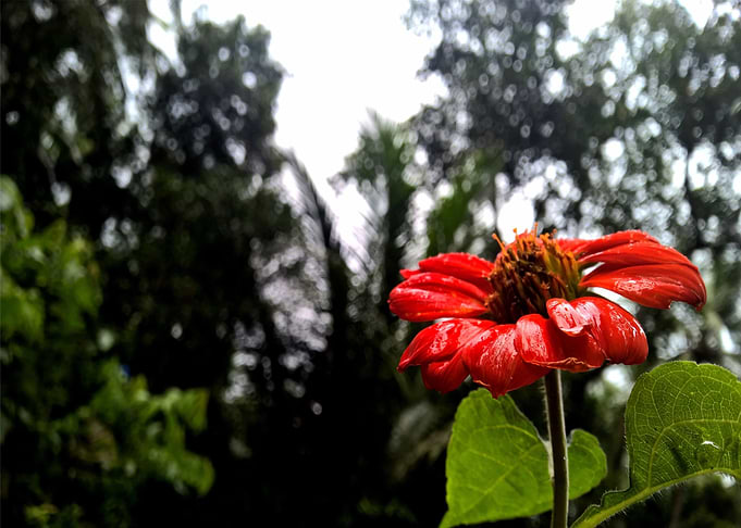 red flower
