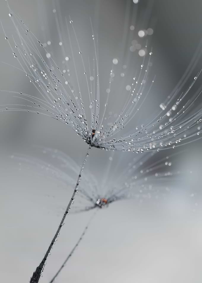 Dandelion
