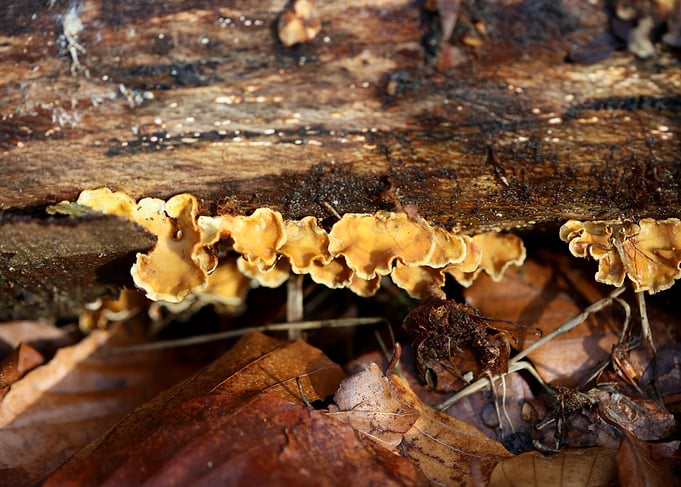 Trippy mushrooms on tree