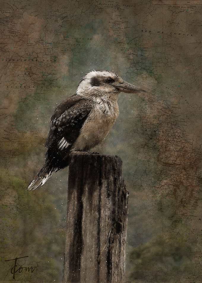 Kookaburro
