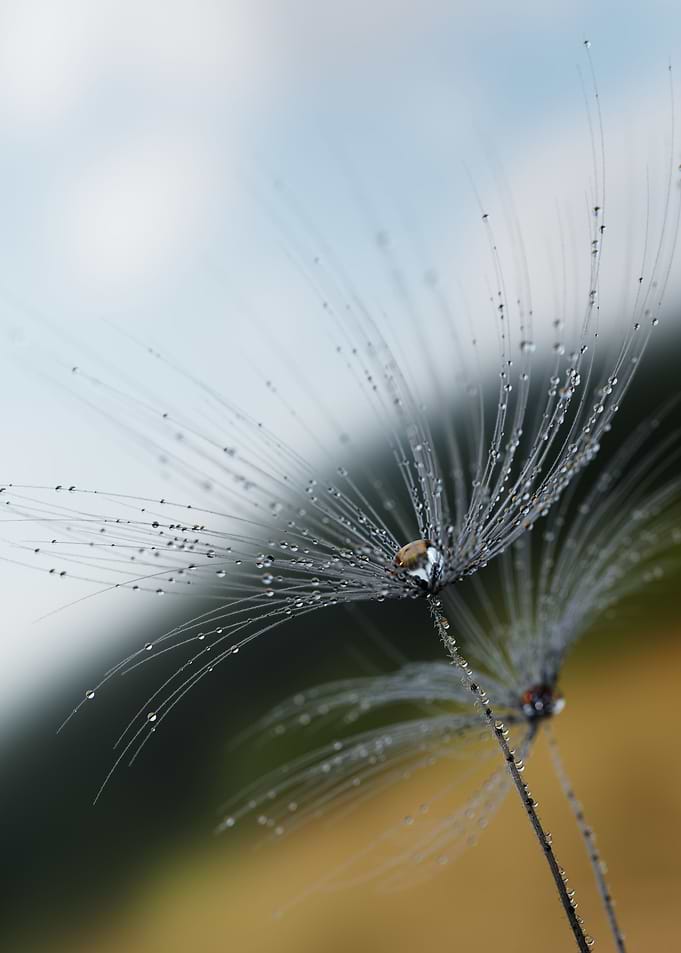 Dandelion