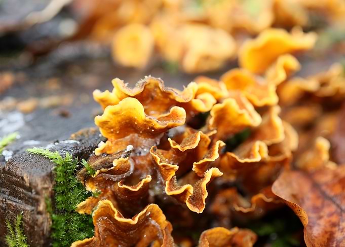 Trippy mushrooms on tree