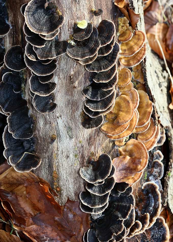Trippy mushrooms on tree
