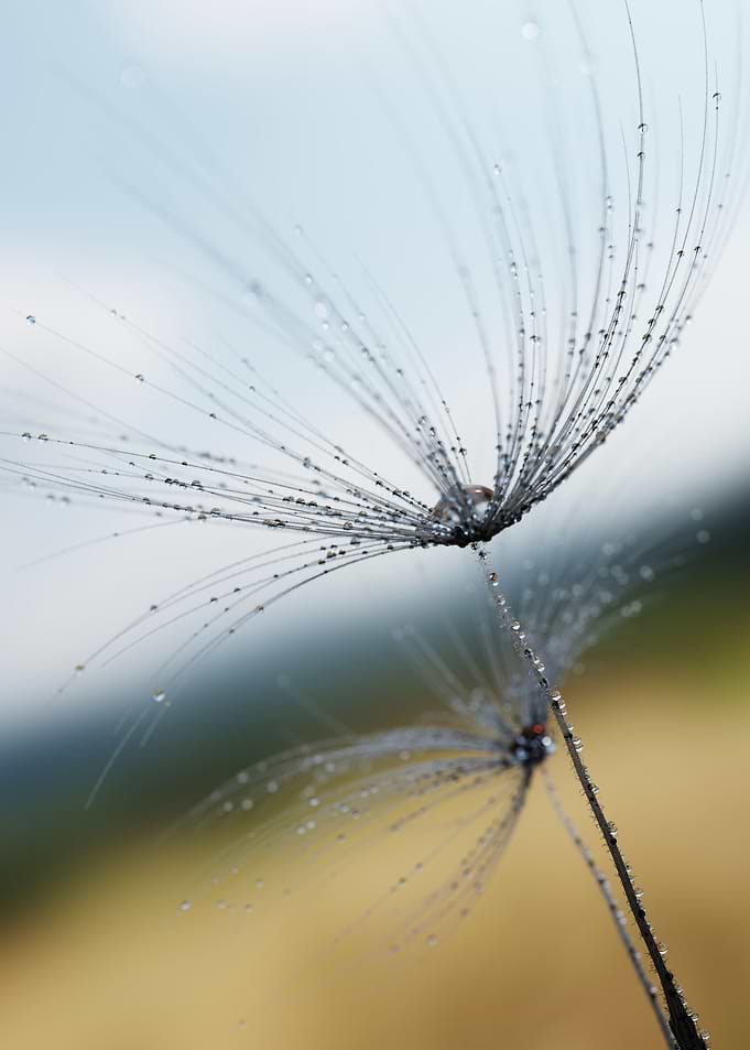 Dandelion