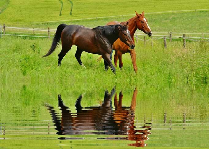 Two Brown Horses on Grass