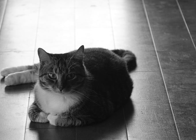 Patient Observer
