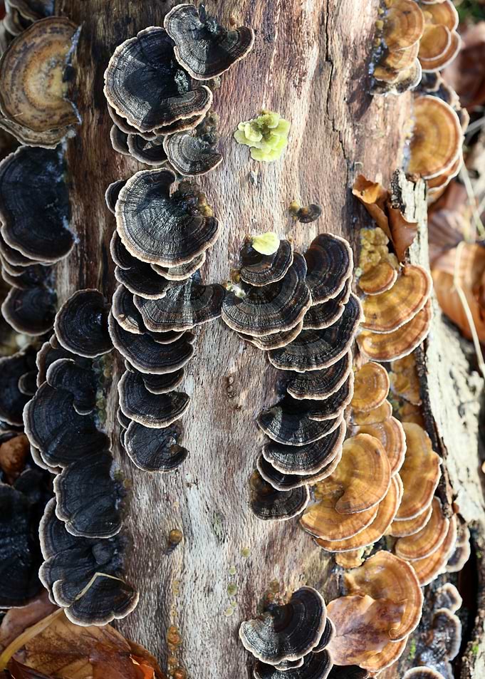 Trippy mushrooms on tree