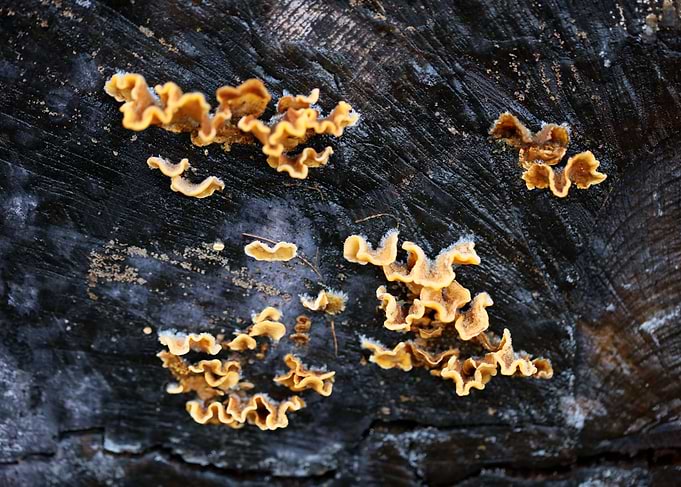 Trippy mushrooms on tree