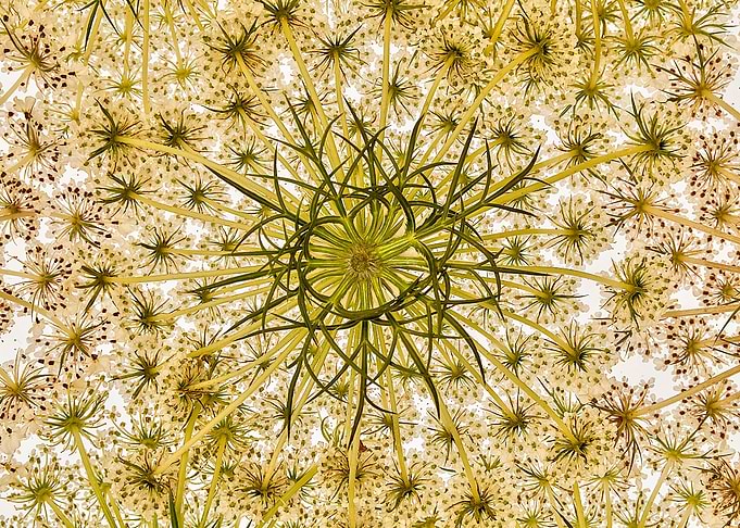 Flowers and herbs 04
