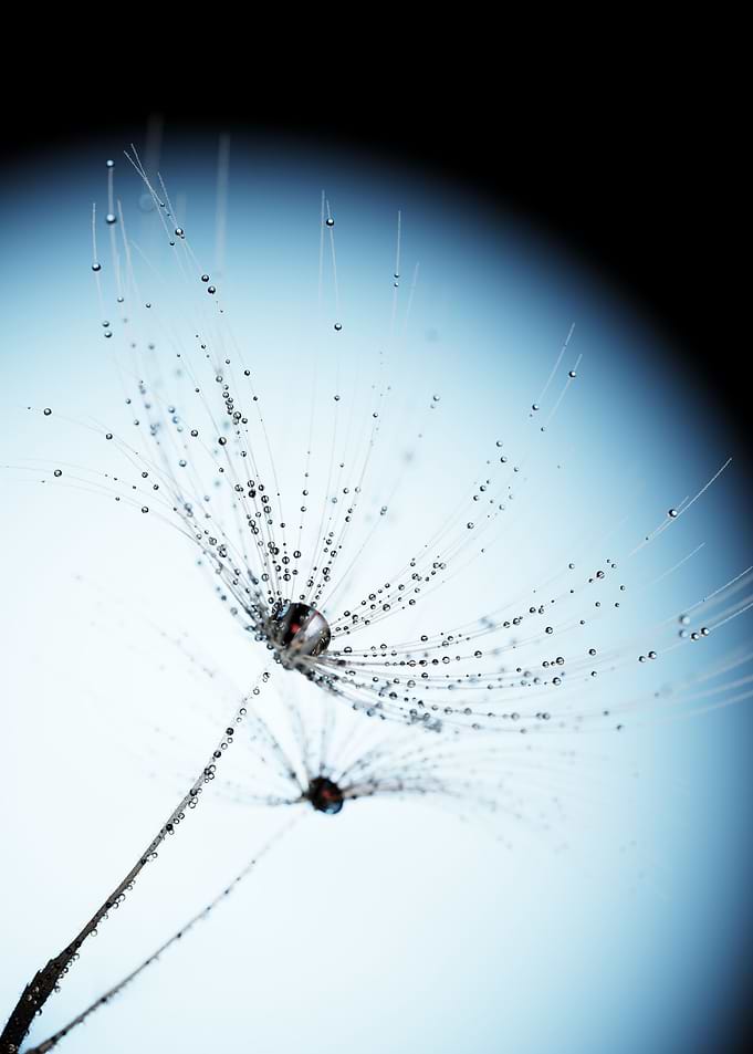 Dandelion