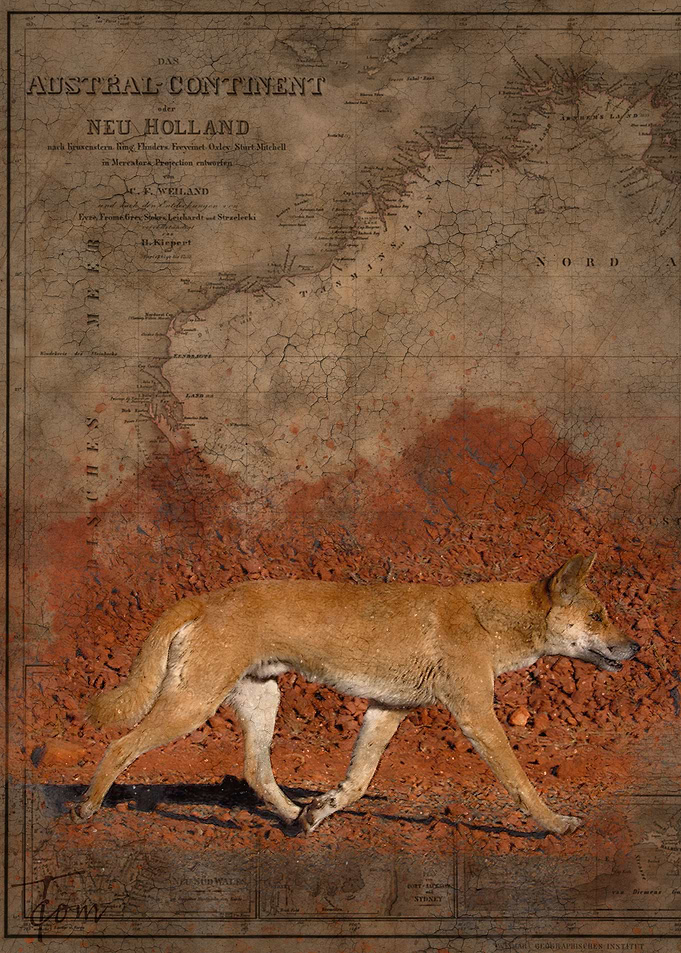 Dingo
