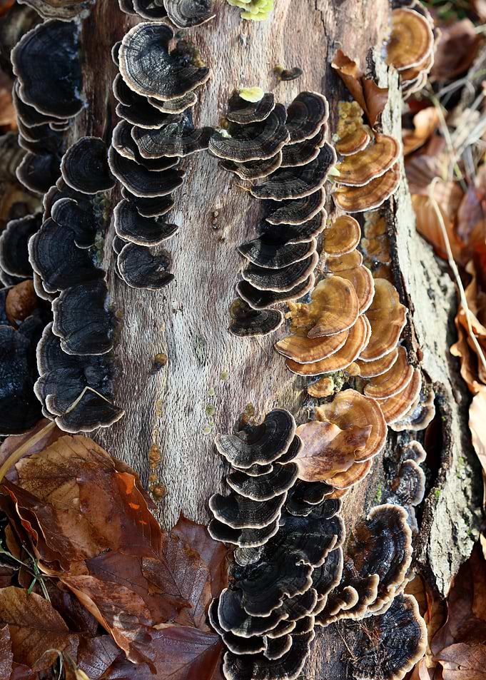 Trippy mushrooms on tree