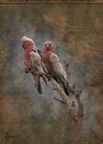 Galah