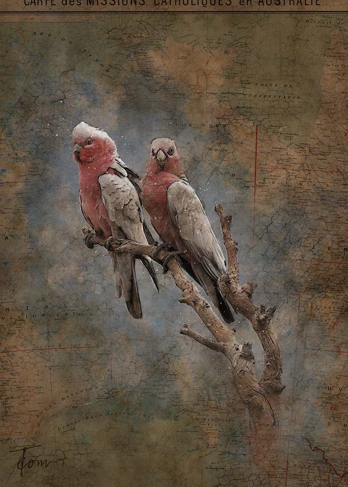 Galah