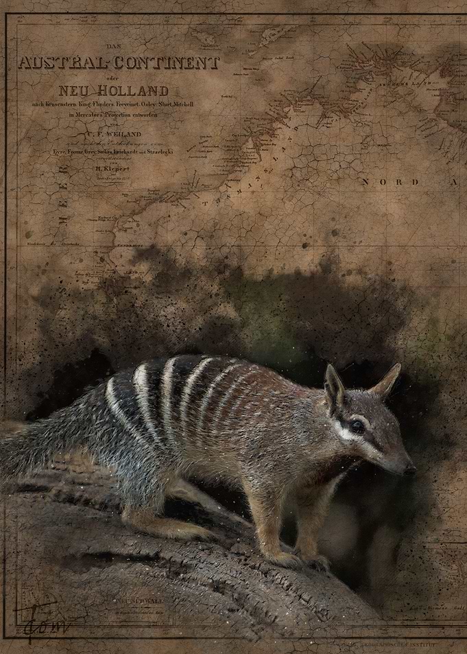 Numbat
