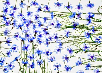 Flowers herb herbs