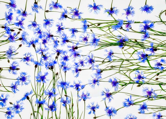 Flowers herb herbs