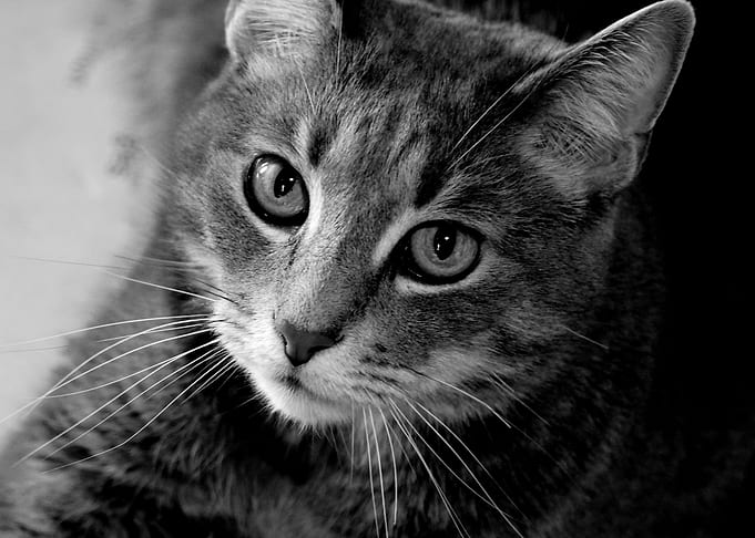 Aspiring Feline