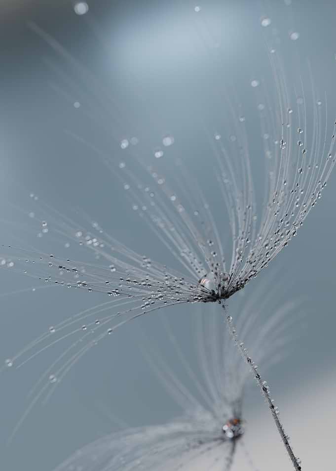 Dandelion