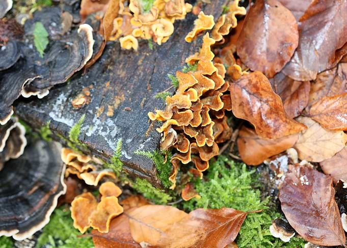 Trippy mushrooms on tree