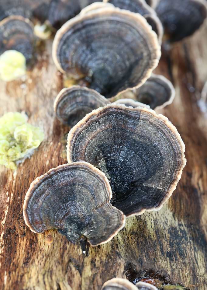 Trippy mushrooms on tree
