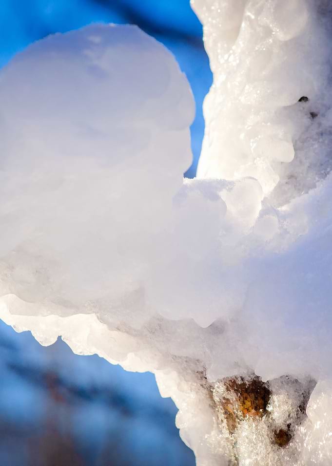 Details Of Icy Tree