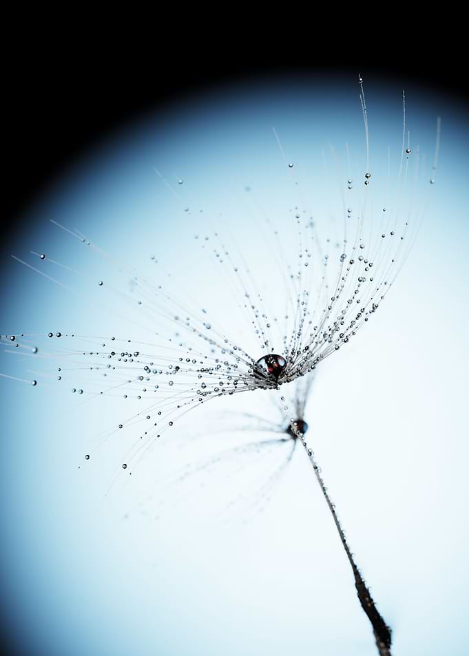 Dandelion