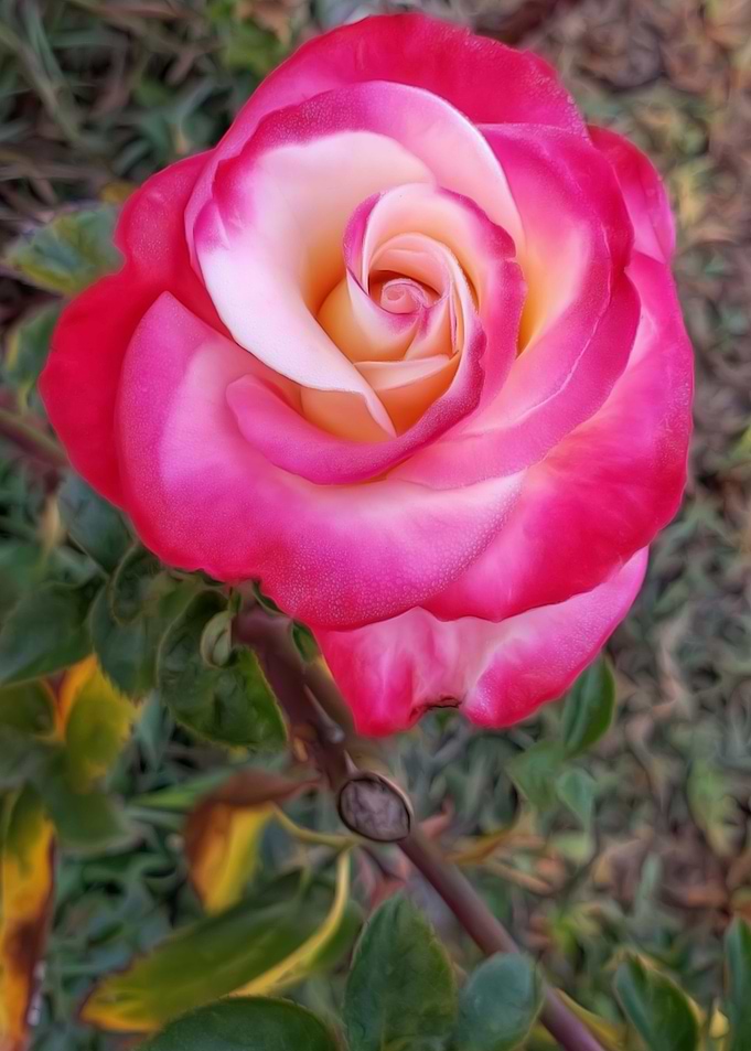 Gratitude Rose