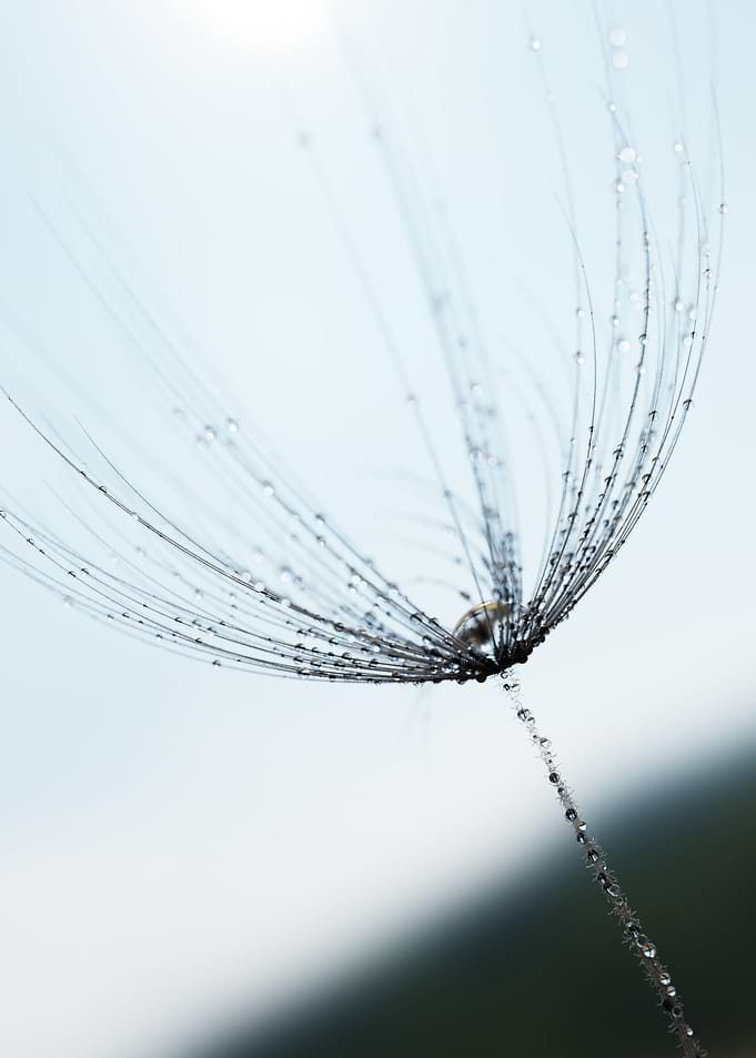 Dandelion