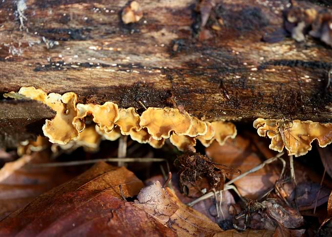 Trippy mushrooms on tree